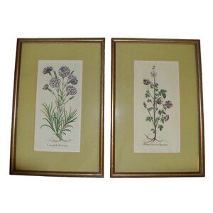 Vintage Botanical Colored Prints in Gilt Frames Set of 2 10x14 Boho Art